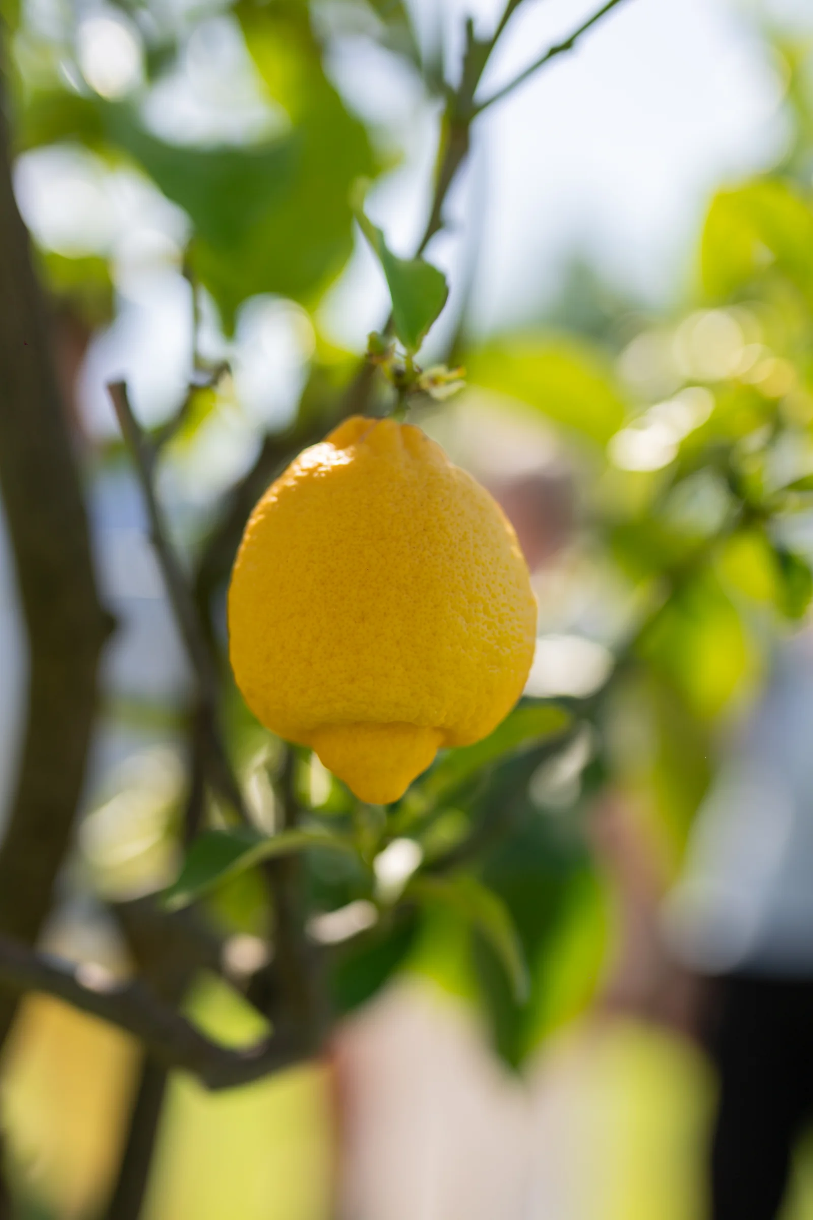 Limón en el jardín toscano privado de Villa Marie