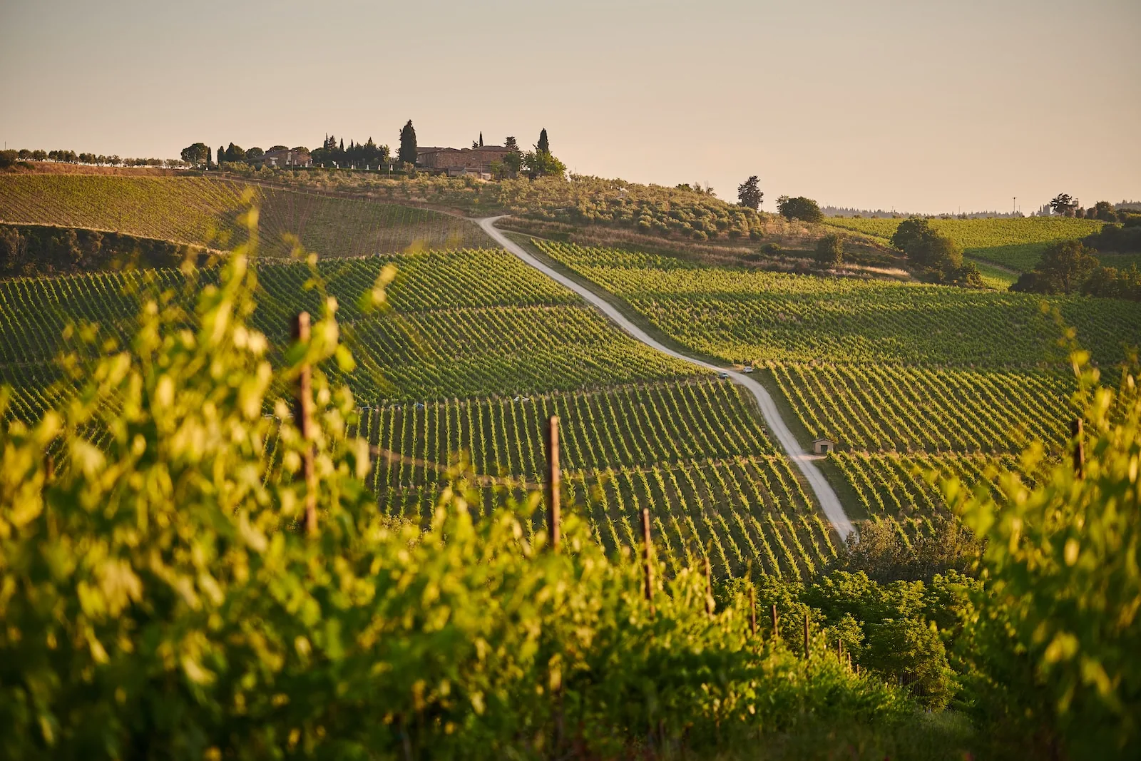 Rangées de vignes et village sur une colline en Toscane