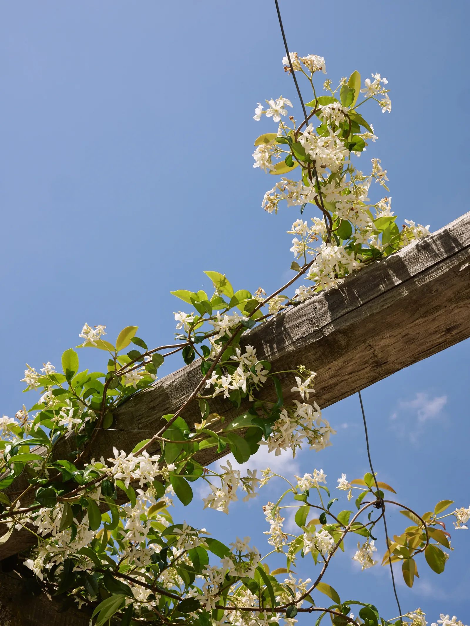 Fiori bianchi su una pergola nei giardini di Villa Marie