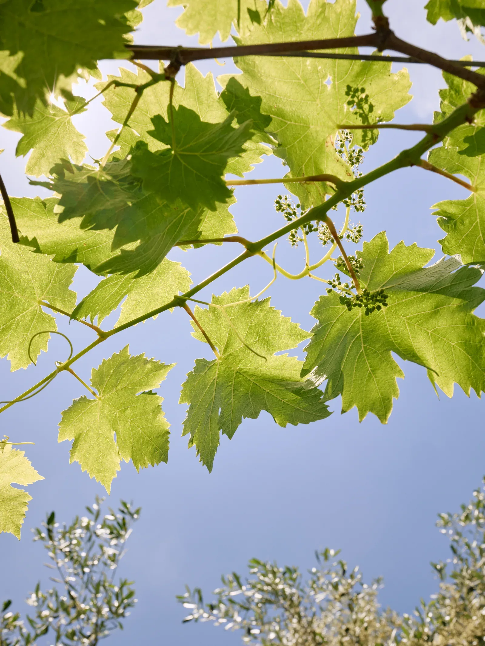 Foglie di vite al sole nei giardini di Villa Marie