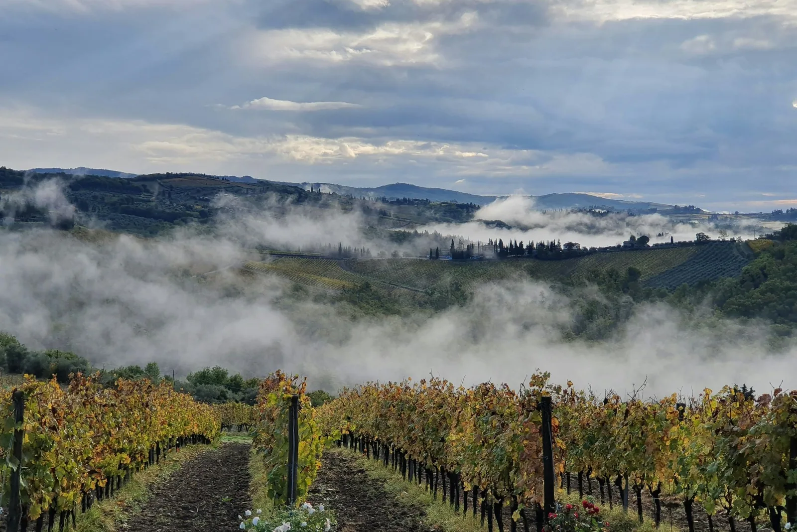 Morning mist over vineyards in Chianti, Tuscany